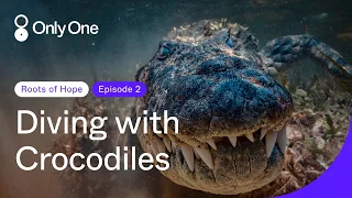 Diving with Crocodiles | Roots of Hope | Only One