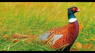 Охота на фазана. Охота на зайца. Лучшие моменты. Pheasant hunting. Казахстан. Алматы.