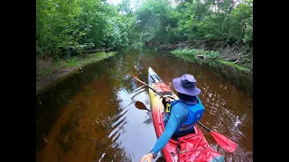 Сплав на каяках по реке Орель с TRAVEL KAYAK