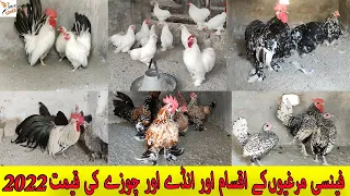 Fancy Hens Business Plan and Fancy hens Rate and Eggs Rate And All Breed Chikes Price in Pakistan
