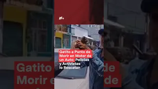 Gatito, a punto de morir en motor de un auto; Policías y activistas lo rescatan - N+ #Shorts