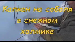 Капкан на соболя в снежном холмике