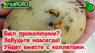 ХВАТИТ ДЕЛИТЬСЯ УРОЖАЕМ С ПРОВОЛОЧНИКОМ и ХРУЩОМ! Вот что надо сделать осенью и весной от вредителей