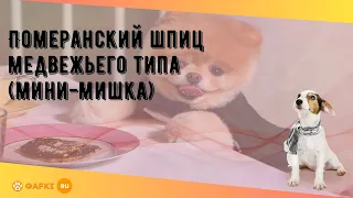 Померанский шпиц медвежьего типа (мини-мишка)