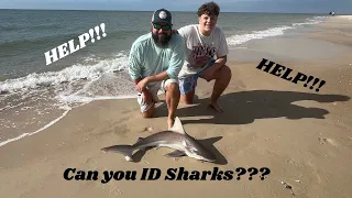 Can you ID these SHARKS?? Check out this video and help me out!