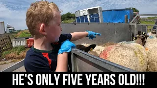 NO STOPPING THIS YOUNG SHEEP FARMER!