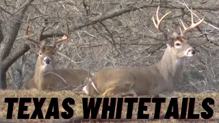 MONSTER BUCKS | TEXAS WHITETAIL DEER