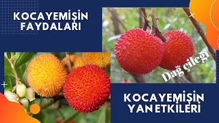 KOCAYEMİŞ FAYDALARI / Kocayemiş Yan Etkileri / Dağ Çileğinin Faydaları