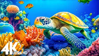 Underwater World 4K – Incredible Colorful Ocean Life - Undersea Nature Relaxation Film