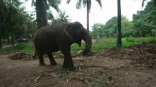 Слоны в провинции Краби
