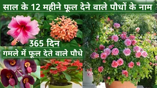 12 Months Flowering Plants in India/साल के 12 महीने फूल देने वाले पौधों के नाम/365 days flowering P.