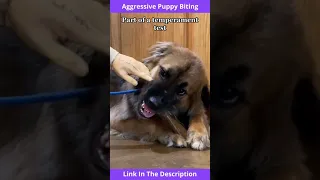 Aggressive Puppy Biting | Aggressive Puppy Biting and Growling #shorts