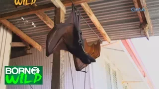 Born to be Wild: Rescuing a Large Flying Fox