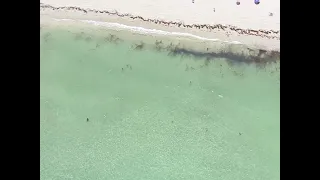 Sharks Spotted Close To Shore In Miami Beach