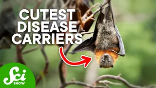 Why Bats Carry Deadly Diseases