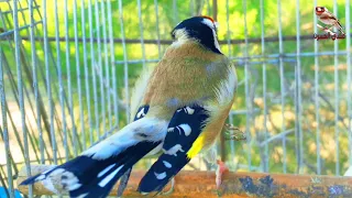 Mating call. The best male helps stimulate the female goldfinch to mate