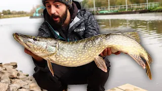 Pike Fishing on the River. The Pike are on the Feed! 🐊