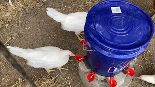 les hice un bebedero a mis gallinas --  DIY