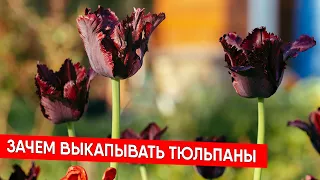 ЗАЧЕМ ВЫКАПЫВАТЬ ТЮЛЬПАНЫ