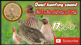 quail hunting sound//batair ki awaz//batair_ka_shikar sound//bolara @Sawalhunting-sn9vs