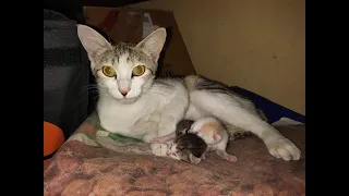 Cat Giving Birth to 2 Kittens with Completely Different Color