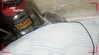 Hedgehog live in house (landak mini)