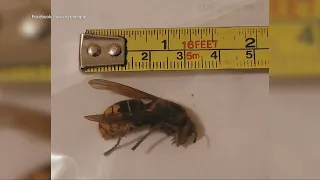 Giant hornets, not 'murder hornets,' spotted in Ontario