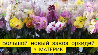 Обзор орхидей в ноябре в Материке || Большой новый завоз орхидей