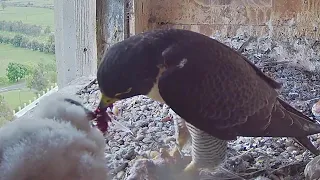 FalconCam Orange CSU~Mom brings prey! She's feeding Yurruga~4:04 PM 2021/11/06