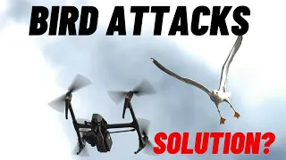 When Birds Attack Drones! Is There A Solution? DJI Mini 3 Pro