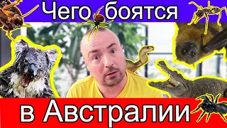 Чего боятся в Австралии