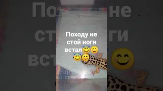 походу эу не стой лапки встал😃😄😀😁😆😅😂🤣#тренды #эублефар #экзотика #гекон #милота #animal #лайк