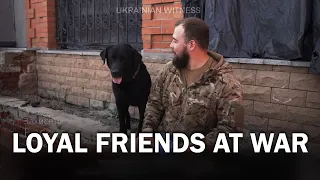 🐶🐾 Собаки та коти на війні: вірні товариші, розрада та захисники нашої країни | Український свідок