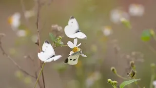 Марина Сахаровская "Сыграй мне музыку, душа..." (стихи Ирины Ивановой)