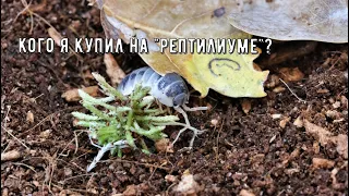 Кого я купил на РЕПТИЛИУМЕ?