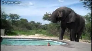 Слон и бассейн