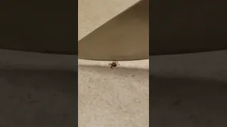 tick vs spider