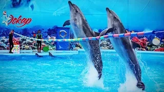 Dolphinarium "Oscar" in Genichesk. Full performance of dolphins