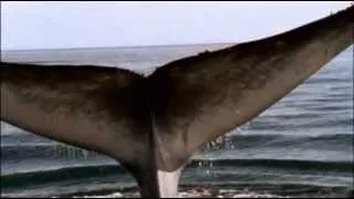 Gheorghe Zamfir - Memory - The blue whale - TelediscoArteVideo