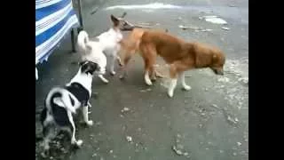 Dog Mating   Who's gonna stucked 3 male 1 female   YouTube hgfhug