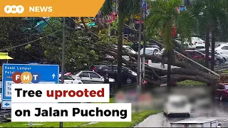 Tree falls on vehicles at Jalan Puchong shoplots