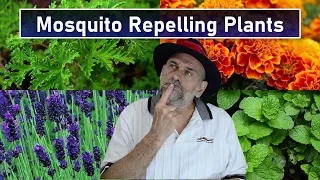 Best Mosquito Repelling Plants