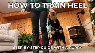 HOW TO TRAIN HEEL | step-by-step guide, heel training with my 4 month old puppy