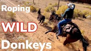 Roping Wild Burros On Indian Reservation: Vlog #10