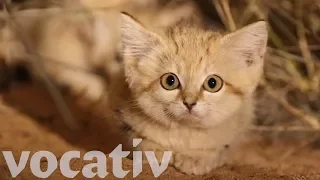 Rare Video Footage Of Elusive Sand Kittens In Africa