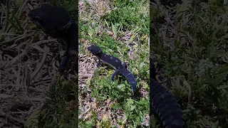 Black Night in the grass! 🌳🦎