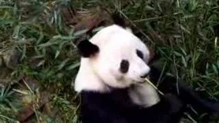 PANDA SHOW