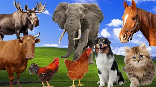 Funny farm animals sounds: Cat, Dog, Elephant, Cock, Cow, Elk, Antelope, Pig, Duck - Cute animals