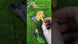Mushroom Identification 101: Black Trumpet and Yellow Foot Chanterelles (Craterellus species)