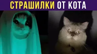 Приколы с котами. СТРАШИЛКИ ОТ КОТА | Мемозг #132